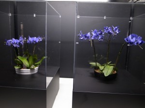 博覽會場展出世界上首度研發成功的藍色蝴蝶蘭作品