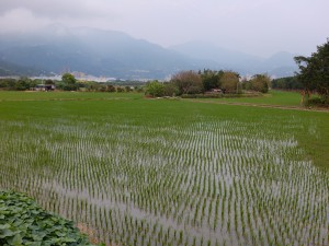 既に一回目の田植えが終わった台北市北投区内の田圃