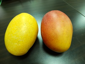 左が新種マンゴーの「夏雪」。右は日本にも輸出されている「愛文マンゴー」。