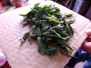 東方美人の茶葉。白くなったところはウンカの食害に遭った部分。