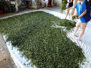 室内萎凋(室内乾燥)作業の様子。この時は茶葉はまだ緑色。