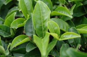 中央の茶葉の上にある小さな黄緑色の虫がウンカ。(写真提供:台湾福茶)