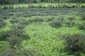 5月下旬の茶畑。有機栽培のため、雑草もそのまま。(写真提供:台湾福茶)