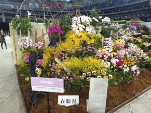 台灣業者「清華蘭園」的展示作品同樣獲得展示獎項