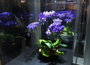 藍色蝴蝶蘭是這次蘭展中受注目的展示之一