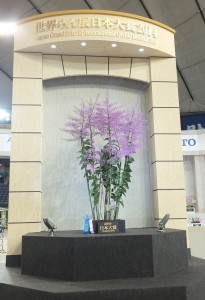 今年獲得蘭展日本大賞的作品「Epi. atacazoicum 'Mt. Iizuna'」