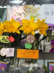 長穎農業帶來不少曾在各地獲獎的蘭花參展