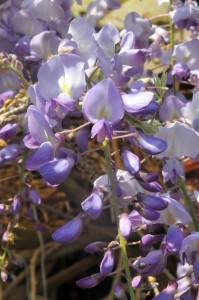 嘉義瑞里的紫藤花季從3月中旬到3月底(照片提供:嘉義縣政府)