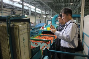 トマトの選果機を見学する行政院農業委員会台南区農業改良場副研究員の鐘瑞永さん(写真手前)