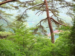 木々の合間に奥多摩湖が見え隠れ