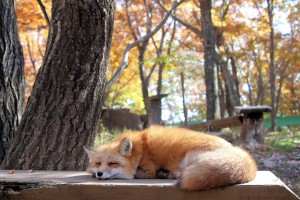 「藏王狐狸村」畜養近100隻狐狸的,民眾可近距離和狐狸接觸