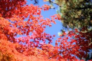 楓紅美景吸引旅客造訪松島