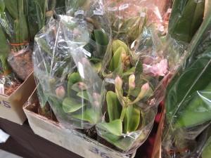 オーチス農業開発では、台湾南部地震の影響を受けたため、蕾で販売される蘭が多かった