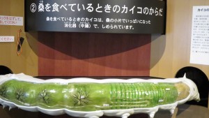 日本最大蠶模型