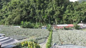 鳳梨園俯瞰