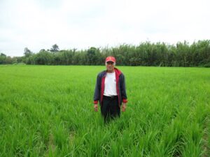 生産者(楊梅市)