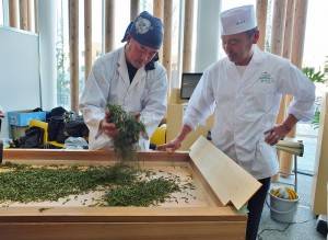 和食文化祭典中，製茶達人示範如何手揉製茶