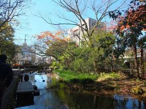 樂壽園附近的源兵衛川水源來自富士山雪水和雨水的伏流水