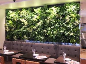 壁一面に張り巡らされた緑の植物たちはなんと全て本物!