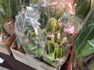 オーチス農業開発では、台湾南部地震の影響を受けたため、蕾で販売される蘭が多かった