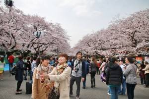 上野公園的櫻花Ｆｅｓｔａ於４月１日正式起跑