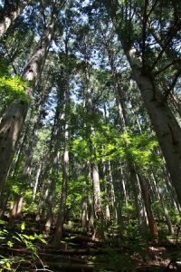 奧多摩町是東京都內唯一一座的森林療法基地，當地因為擁有超過９００顆「巨樹」，而有巨樹最多的城町之稱