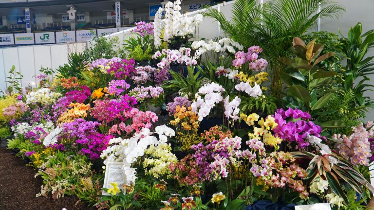 世界蘭展日本大賞　台灣蘭花百花齊放
