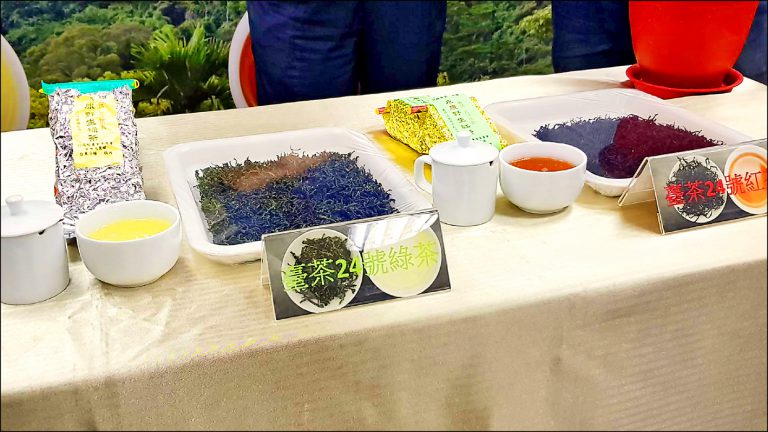 「台茶24号」が19年かけて育種に成功