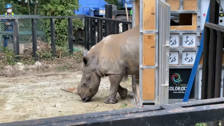 台日新聯姻　犀牛妹艾瑪遠嫁東武動物園