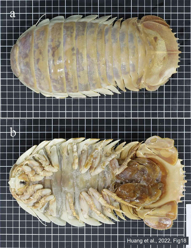 新種「エノスイグソクムシ」が台湾研究者により判明